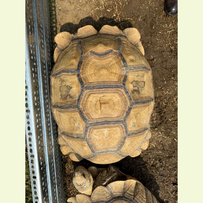 蘇卡達象龜｜約60公