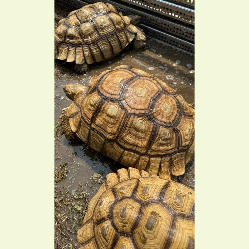 蘇卡達象龜｜約48公分