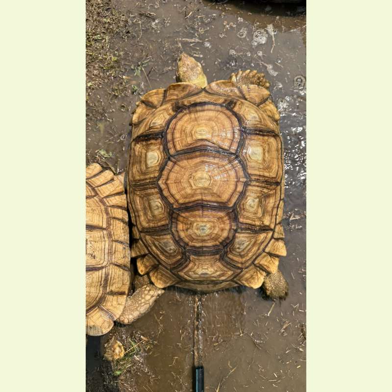 蘇卡達象龜｜約48公