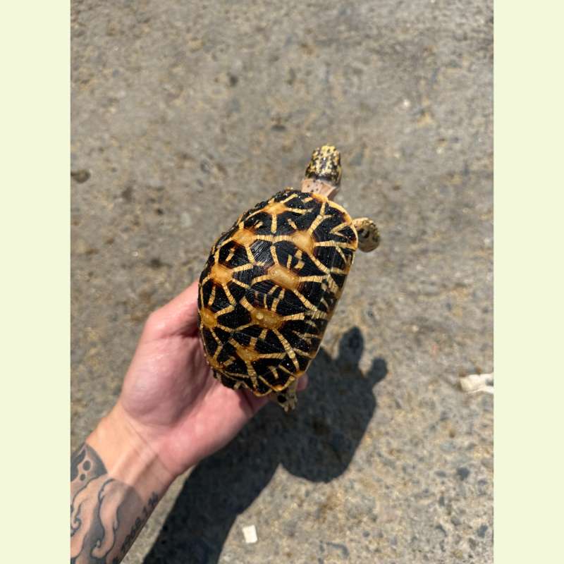 印度星龜 公｜約12公分