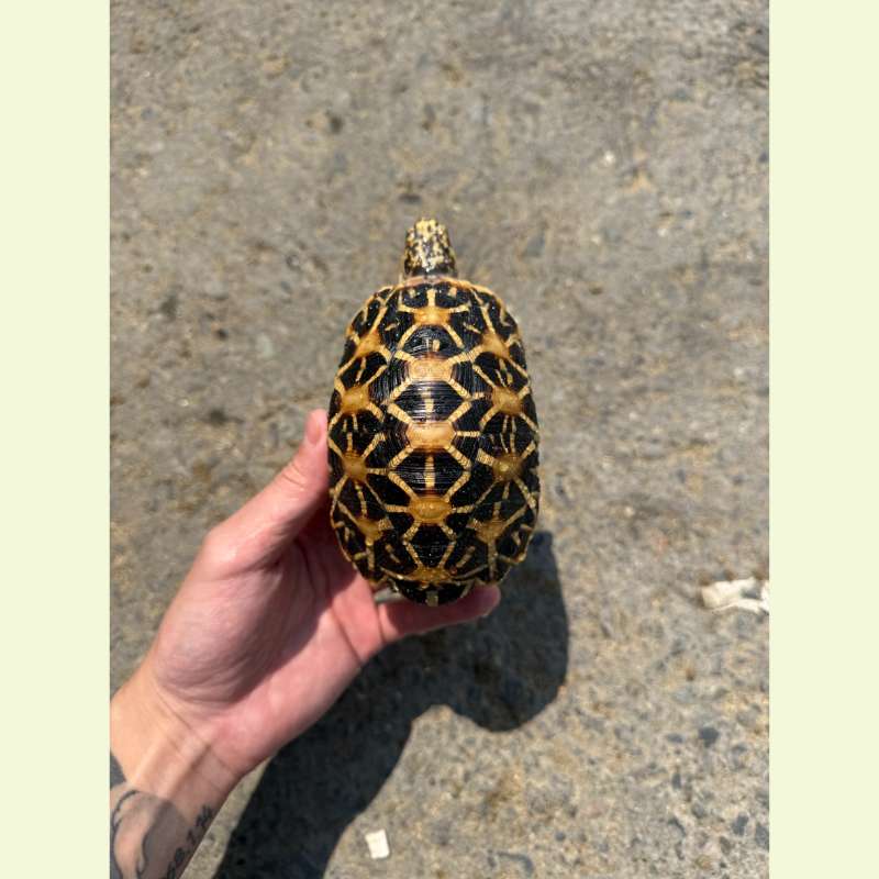 印度星龜 公｜約12