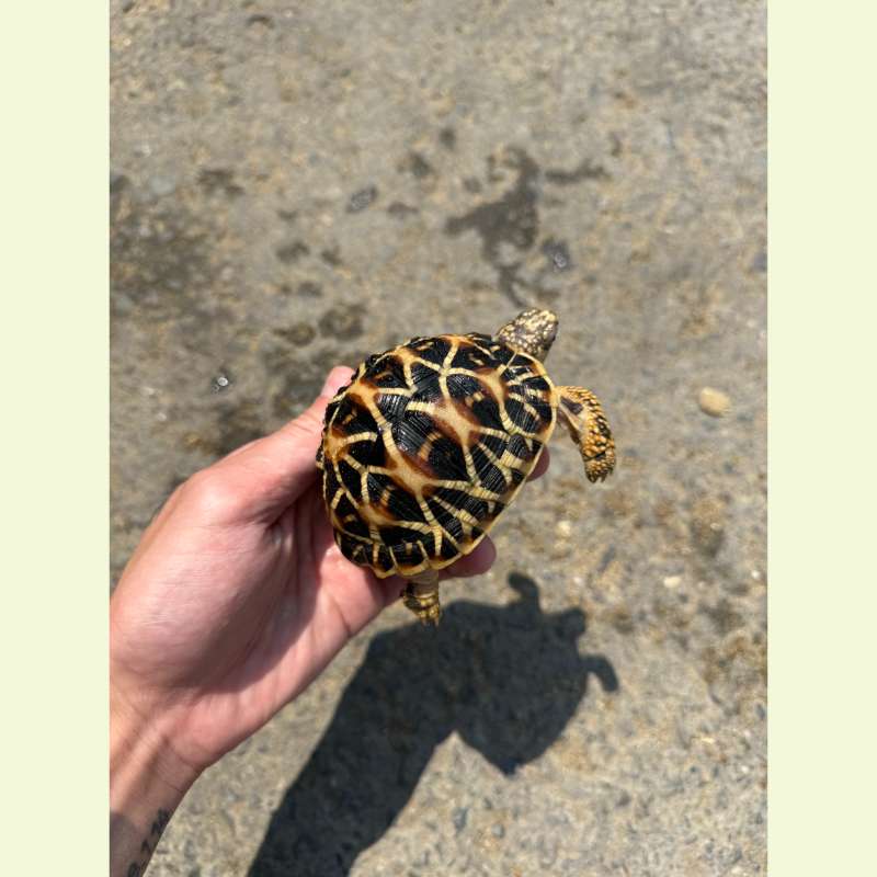 斯里蘭卡星龜｜約8-9公分