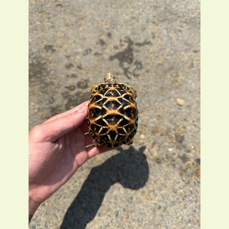 斯里蘭卡星龜｜約8-9公分