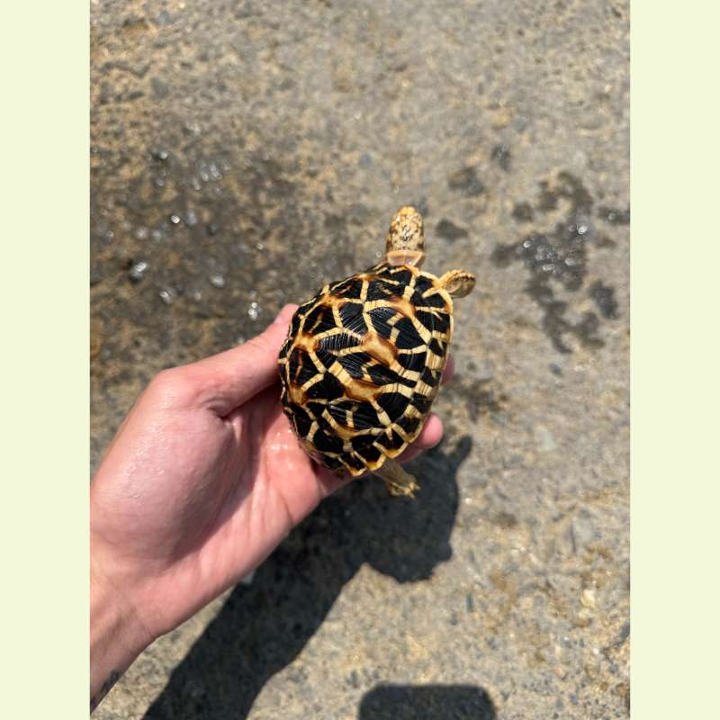斯里蘭卡星龜｜約8-9公分