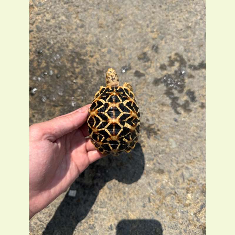 斯里蘭卡星龜｜約8-9公分