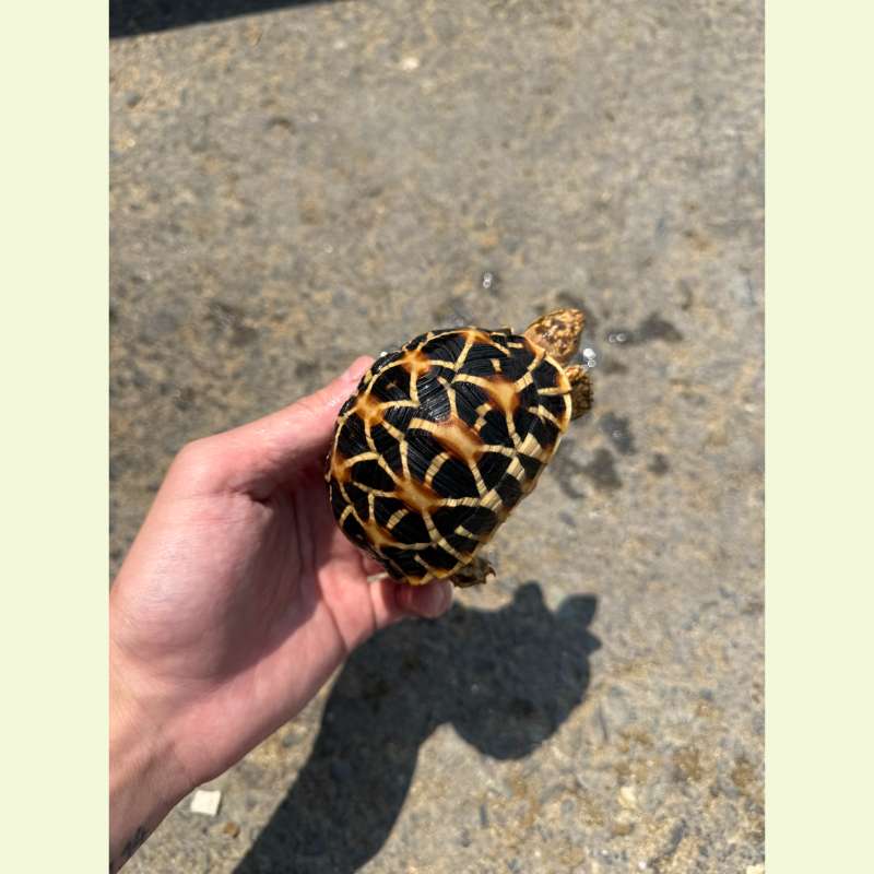 斯里蘭卡星龜｜約8-9公分