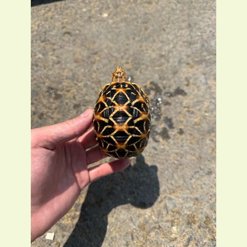 斯里蘭卡星龜｜約8-