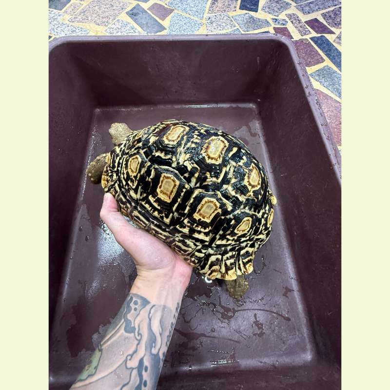 東非豹紋陸龜｜約26-27公分
