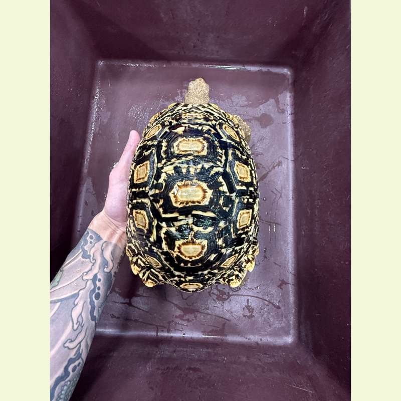 東非豹紋陸龜｜約26-27公分