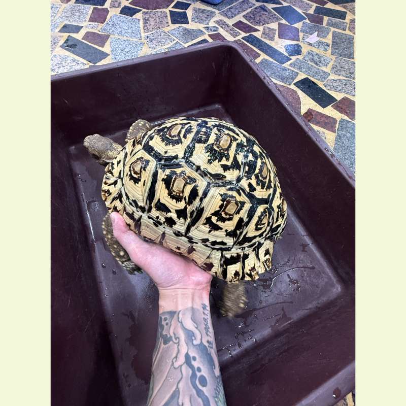 東非豹紋陸龜｜約26-27公分