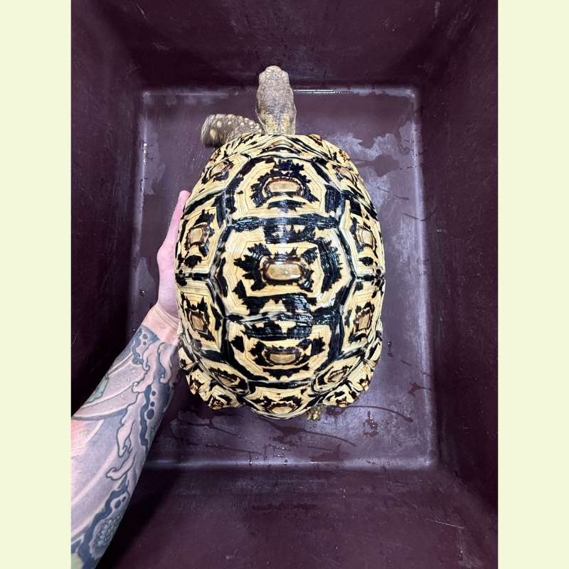 東非豹紋陸龜｜約26