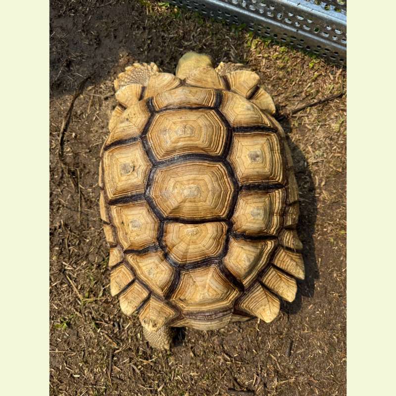 蘇卡達象龜｜約50公