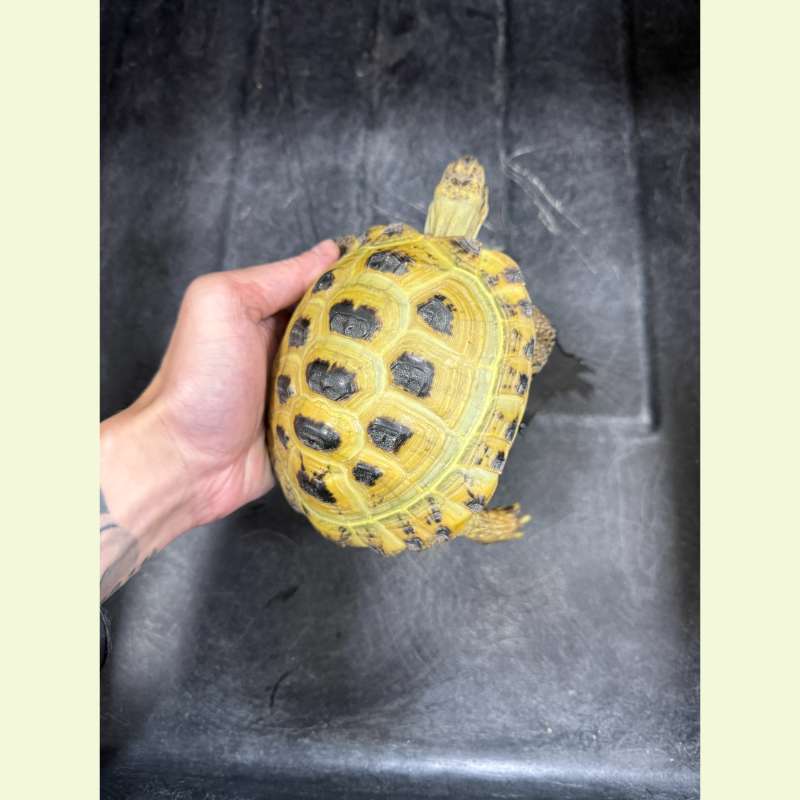 四趾陸龜｜約14公分 母龜