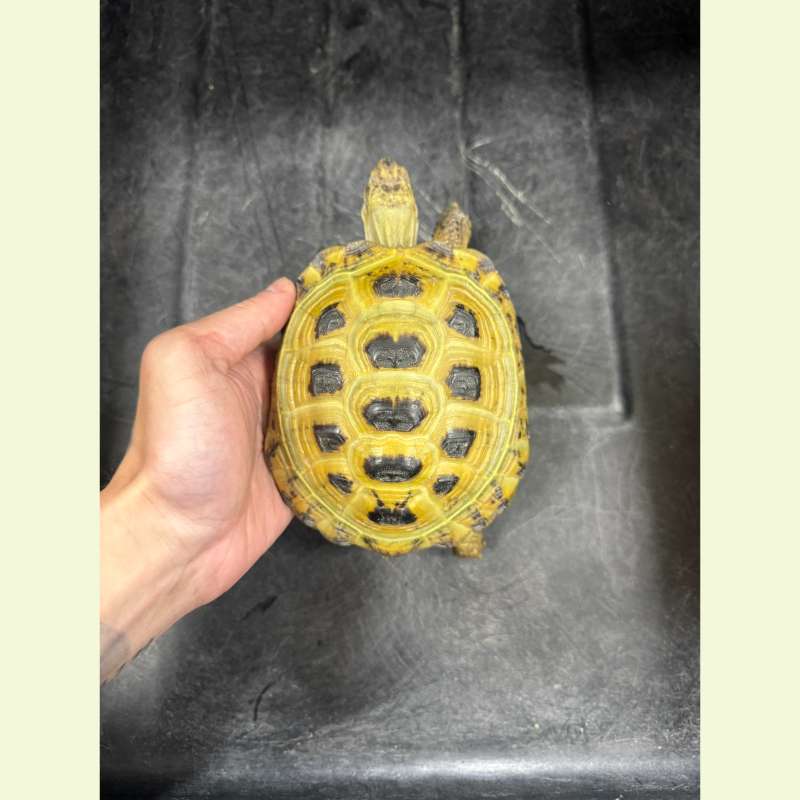 四趾陸龜｜約14公分