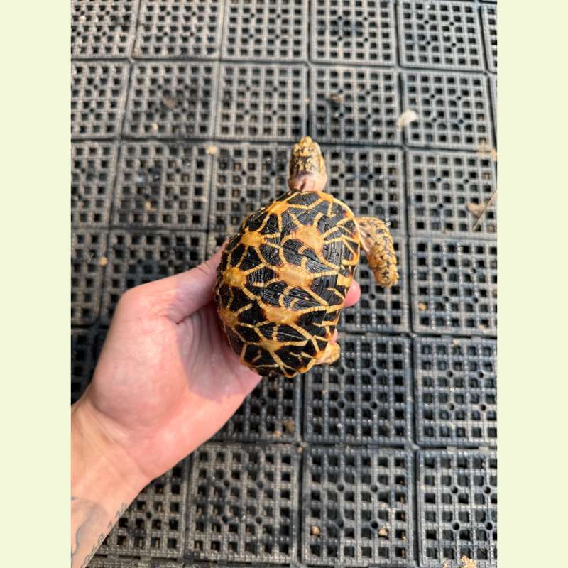 印度星龜｜約10-11公分 公龜