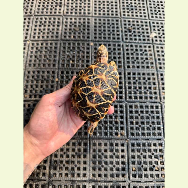 印度星龜｜約10-11公分 母龜