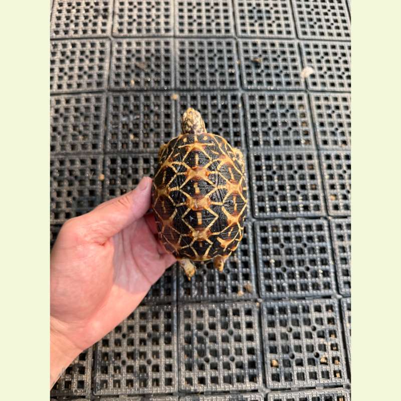 印度星龜｜約10-1