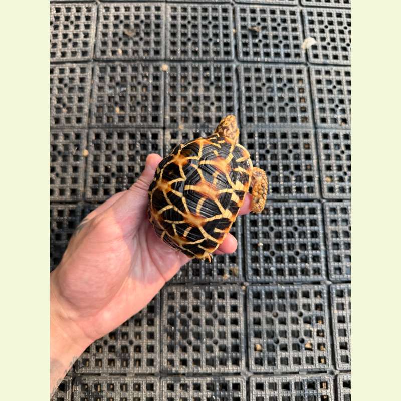 印度星龜｜約8-9公分 母龜
