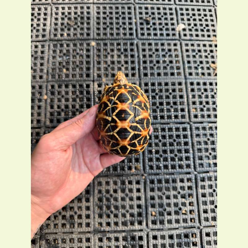 印度星龜｜約8-9公