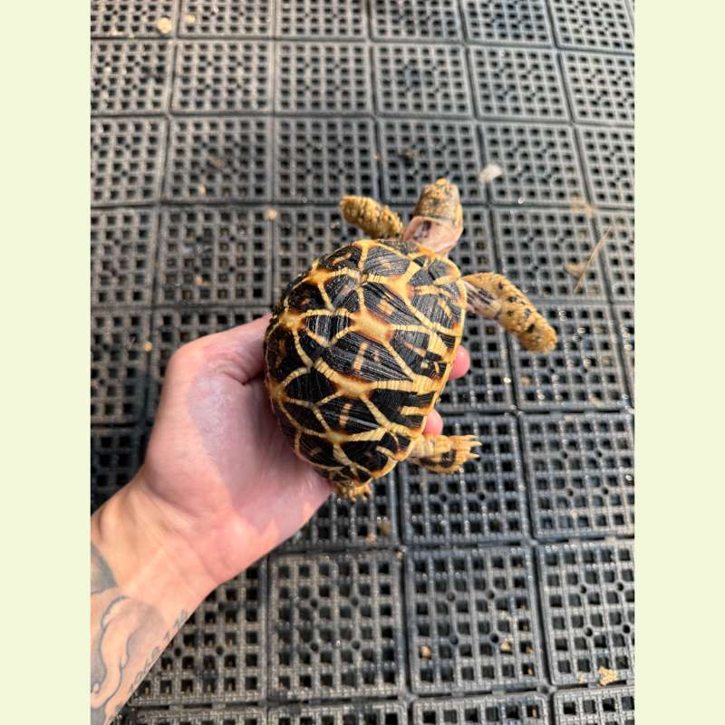 斯里蘭卡星龜｜約10-11公分 母龜