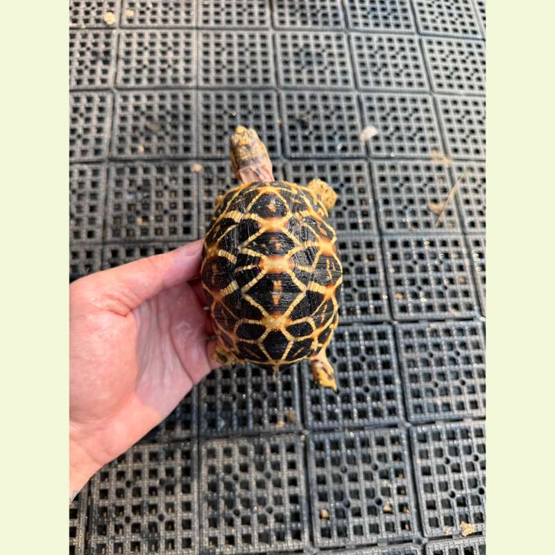 斯里蘭卡星龜｜約10-11公分 母龜