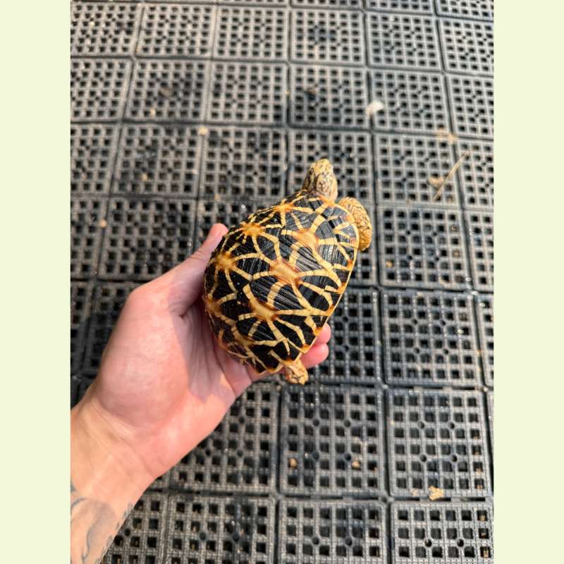 斯里蘭卡星龜｜約10-11公分 母龜