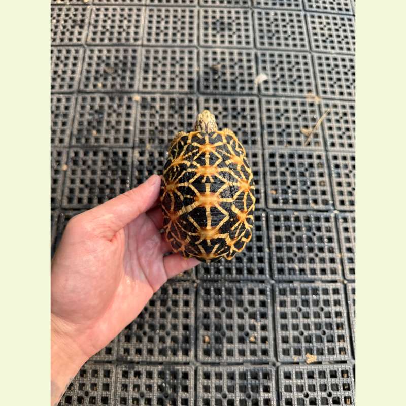 斯里蘭卡星龜｜約10