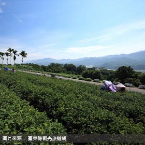 鹿野觀光茶園/台東包車旅遊