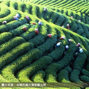鹿谷鄉農會茶業推廣中心/南投包車旅遊