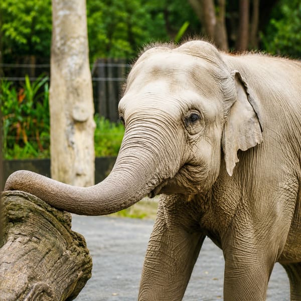 木柵動物園包車一日遊