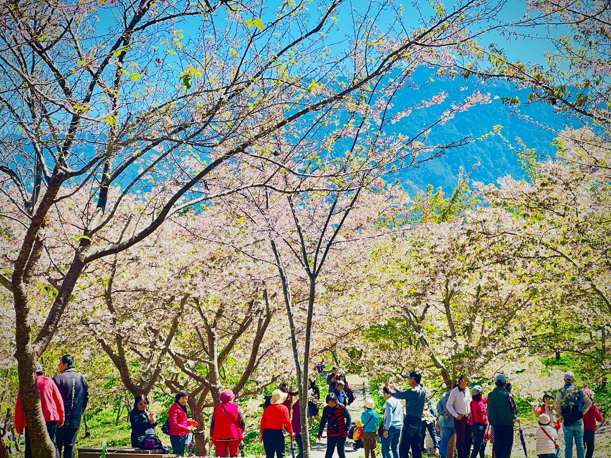 福壽山千櫻園
