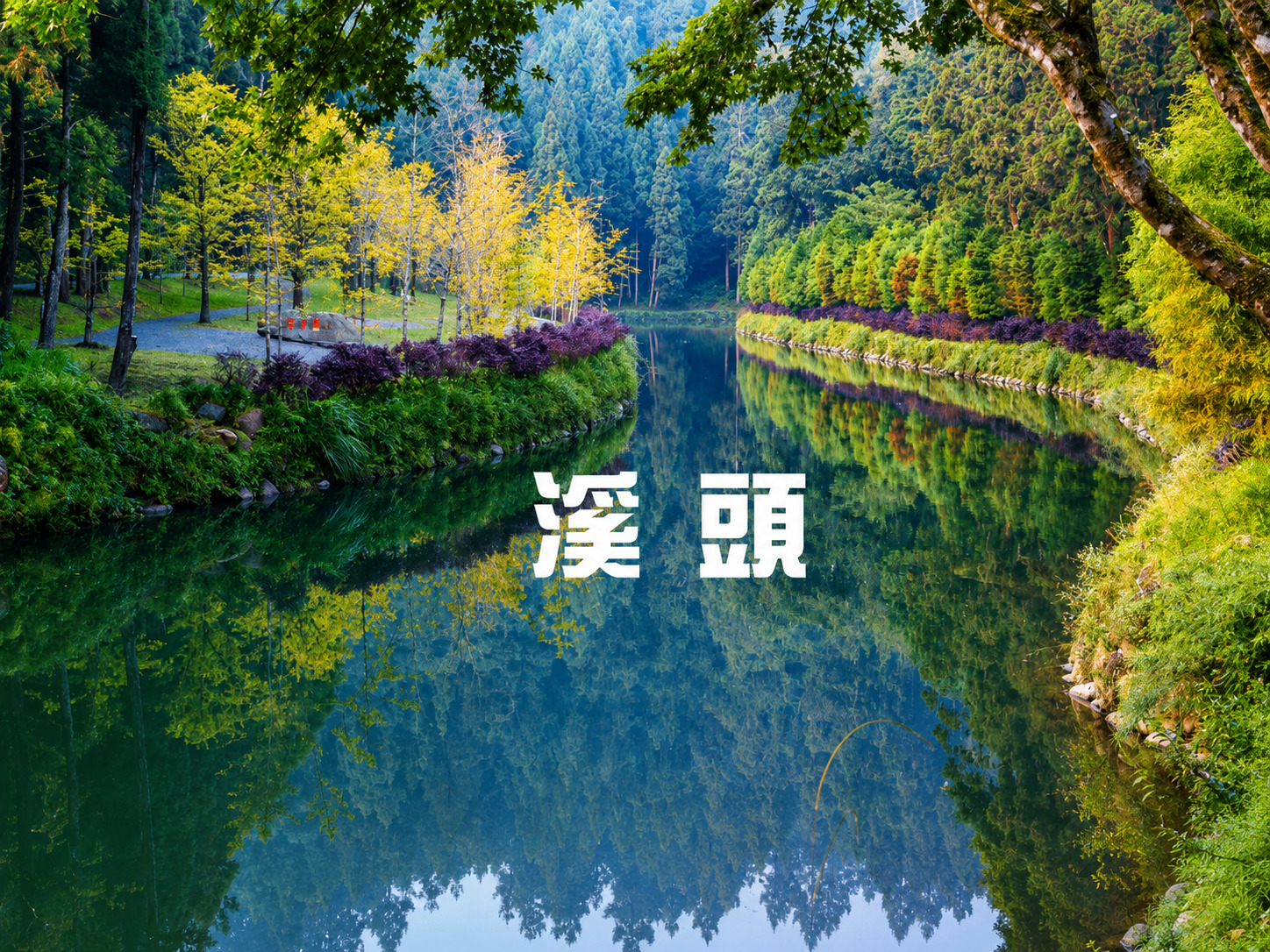 溪頭杉林溪