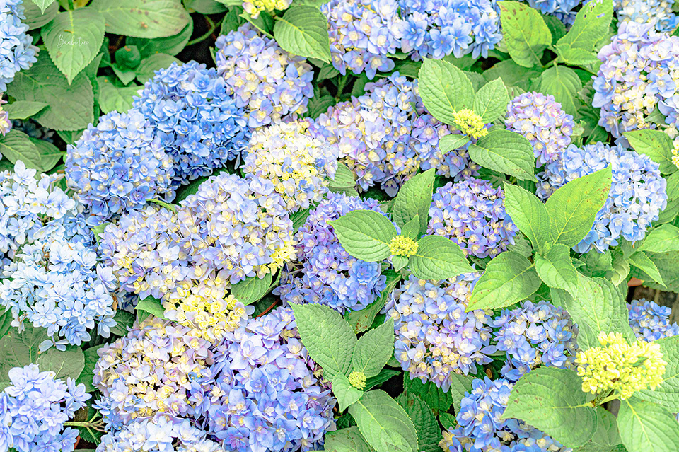 薰衣草繡球花季