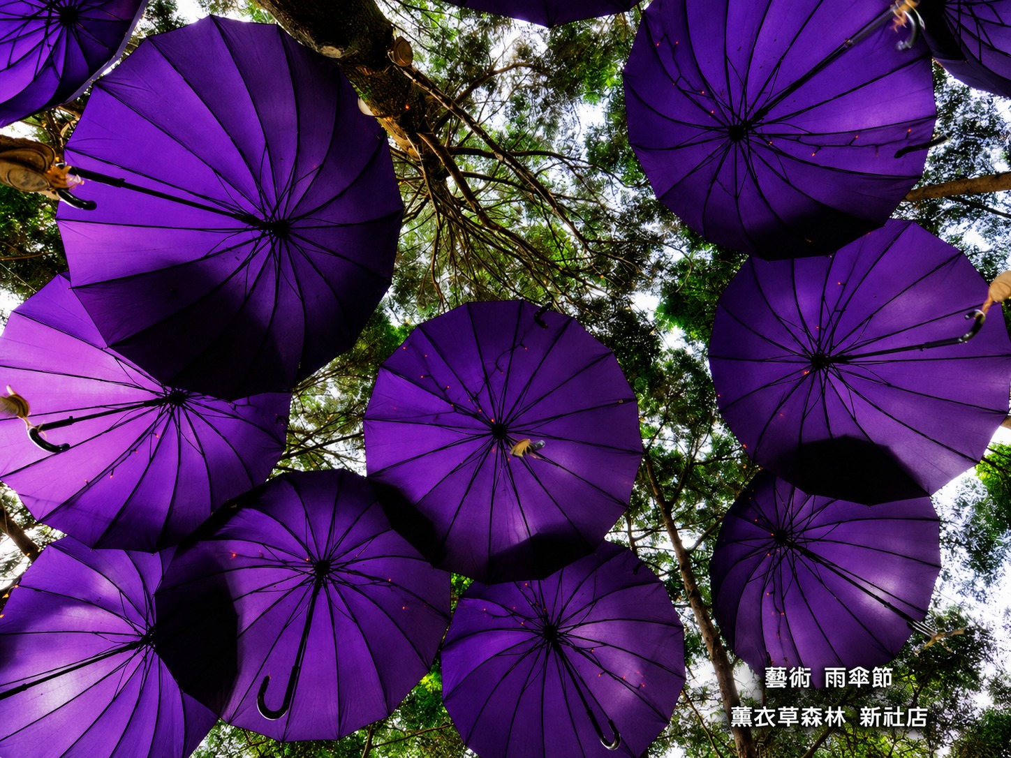 薰衣草 雨傘節