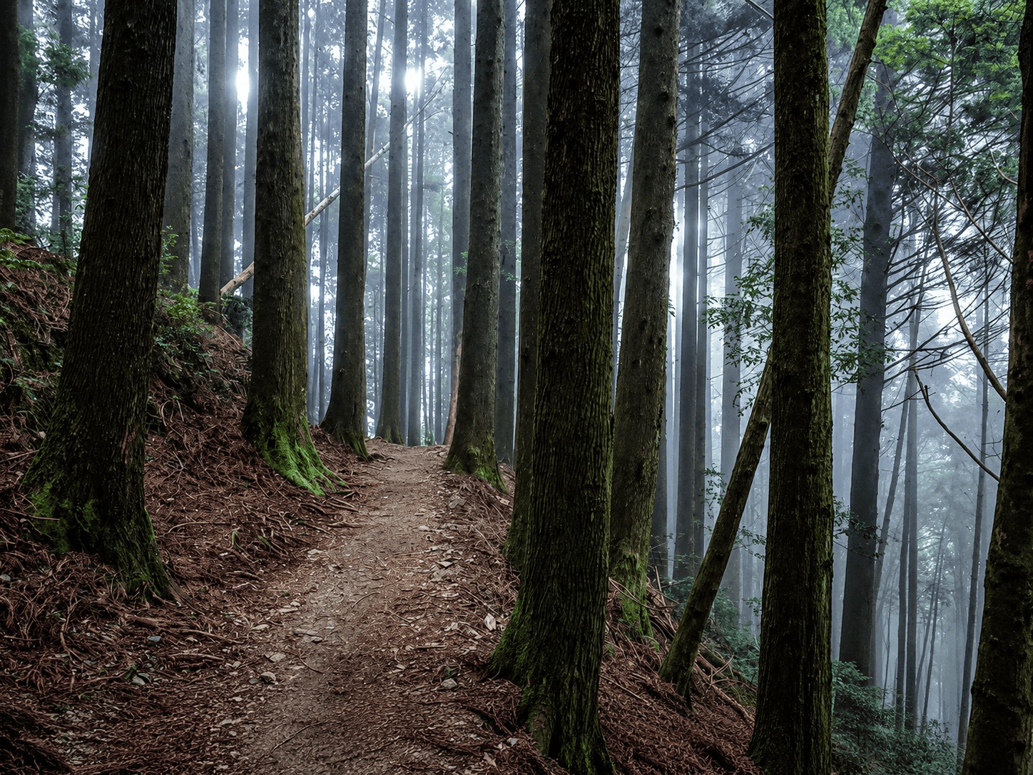 檜山巨木群步道