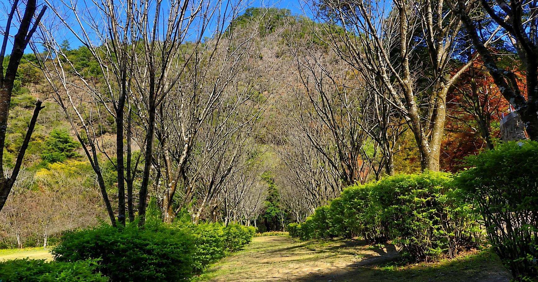 銀杏園區步道