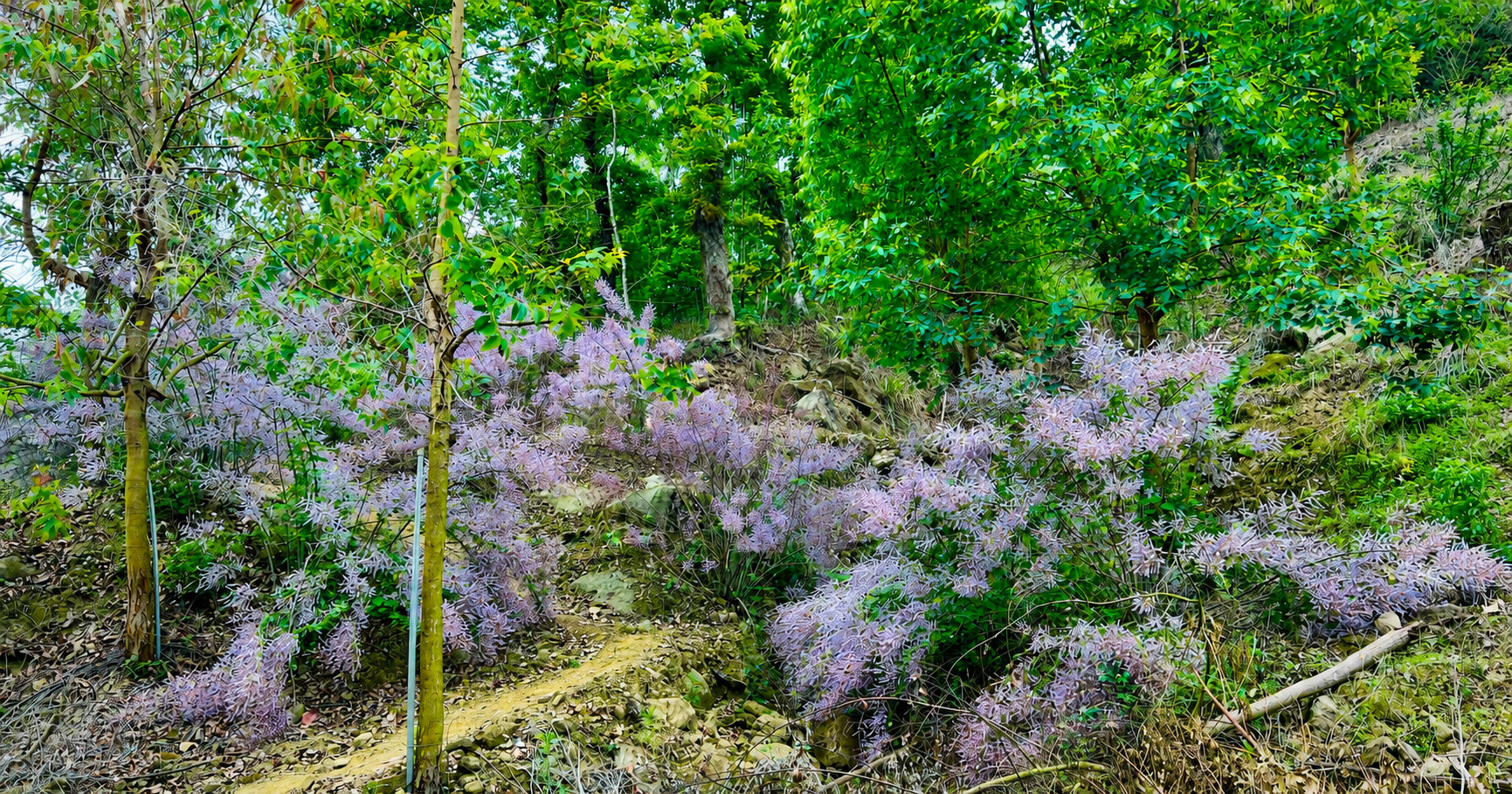 青山坪麝香花步道