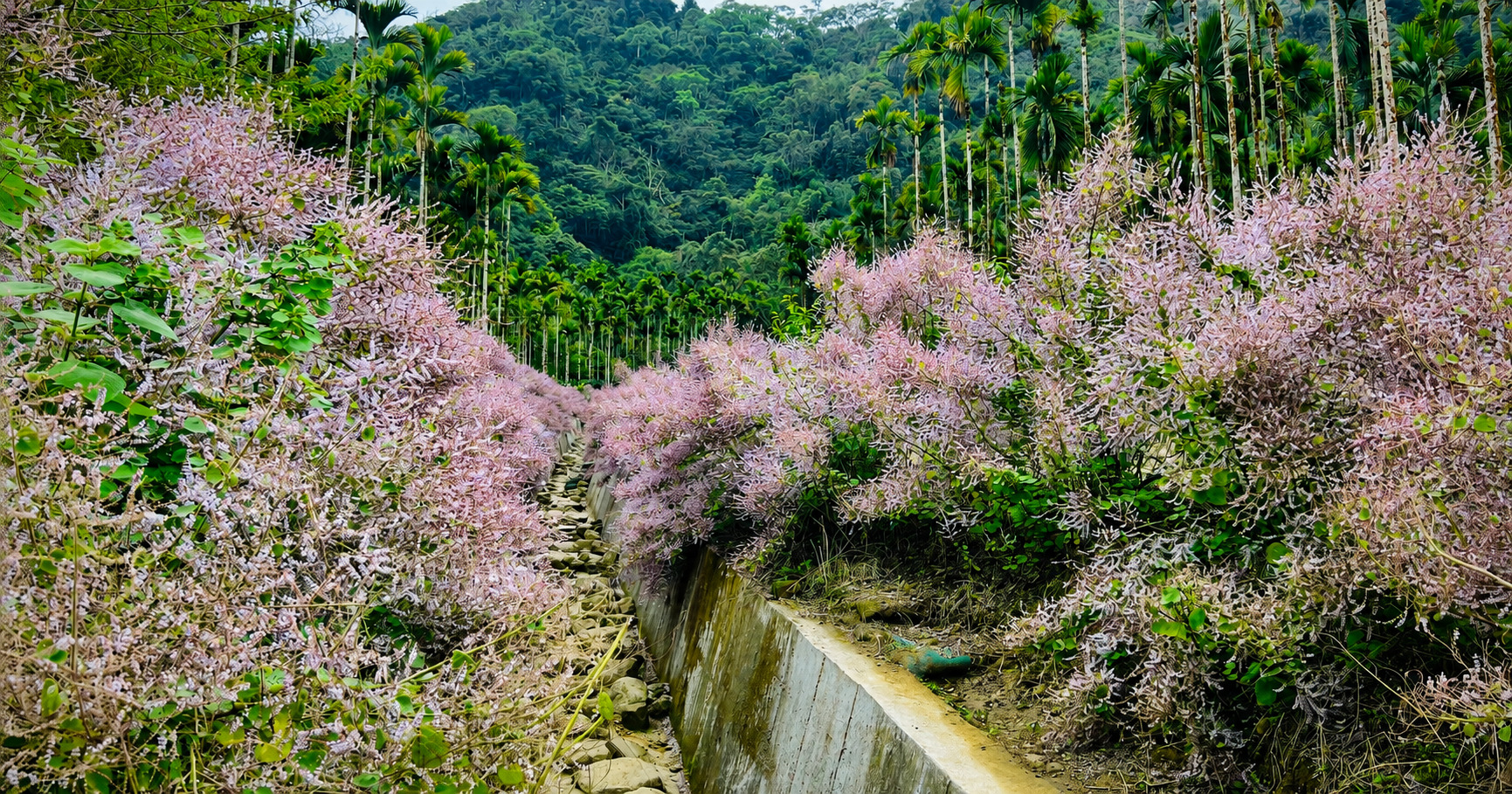 青山坪坪麝香花