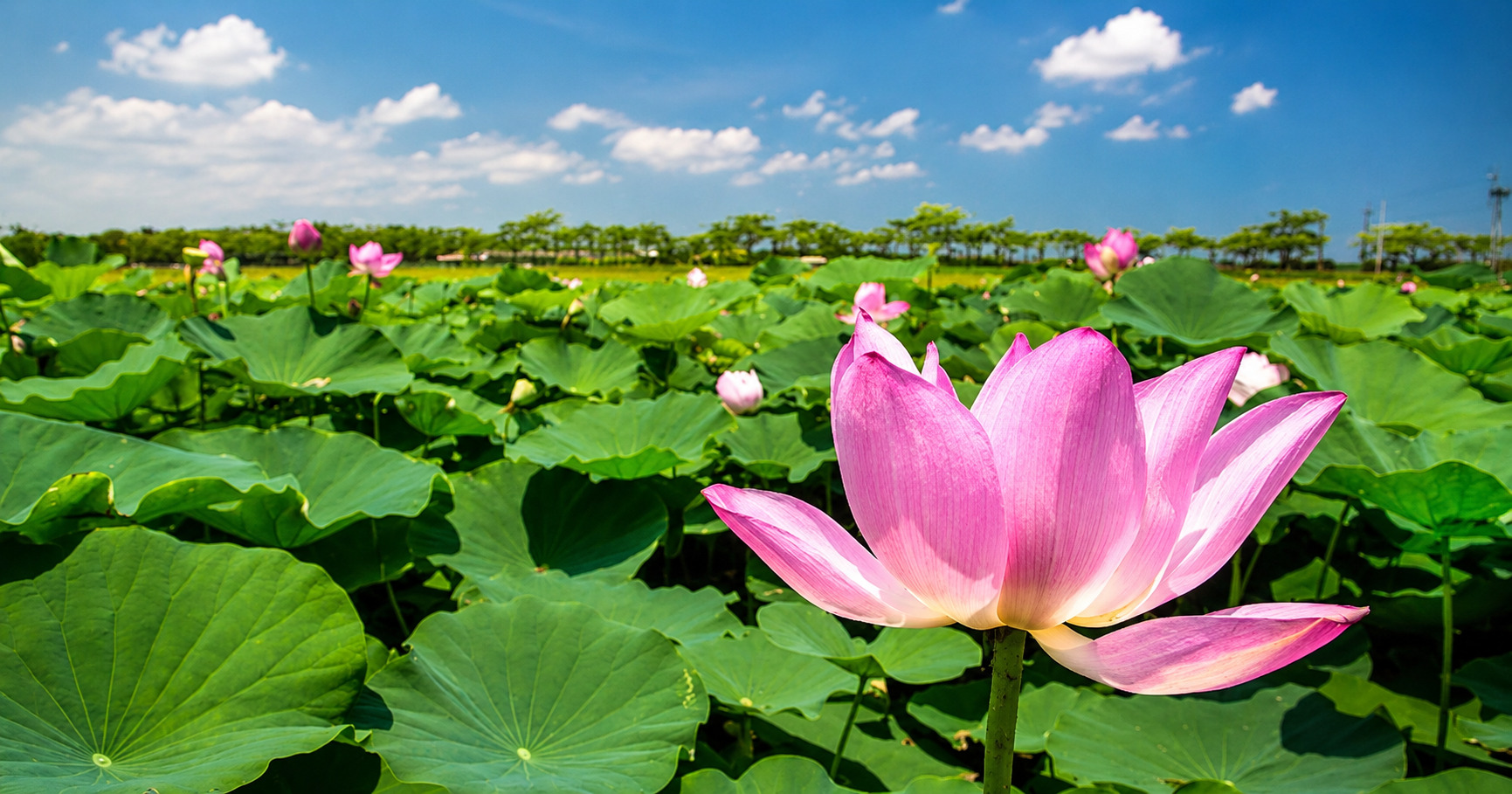 白河 蓮花池