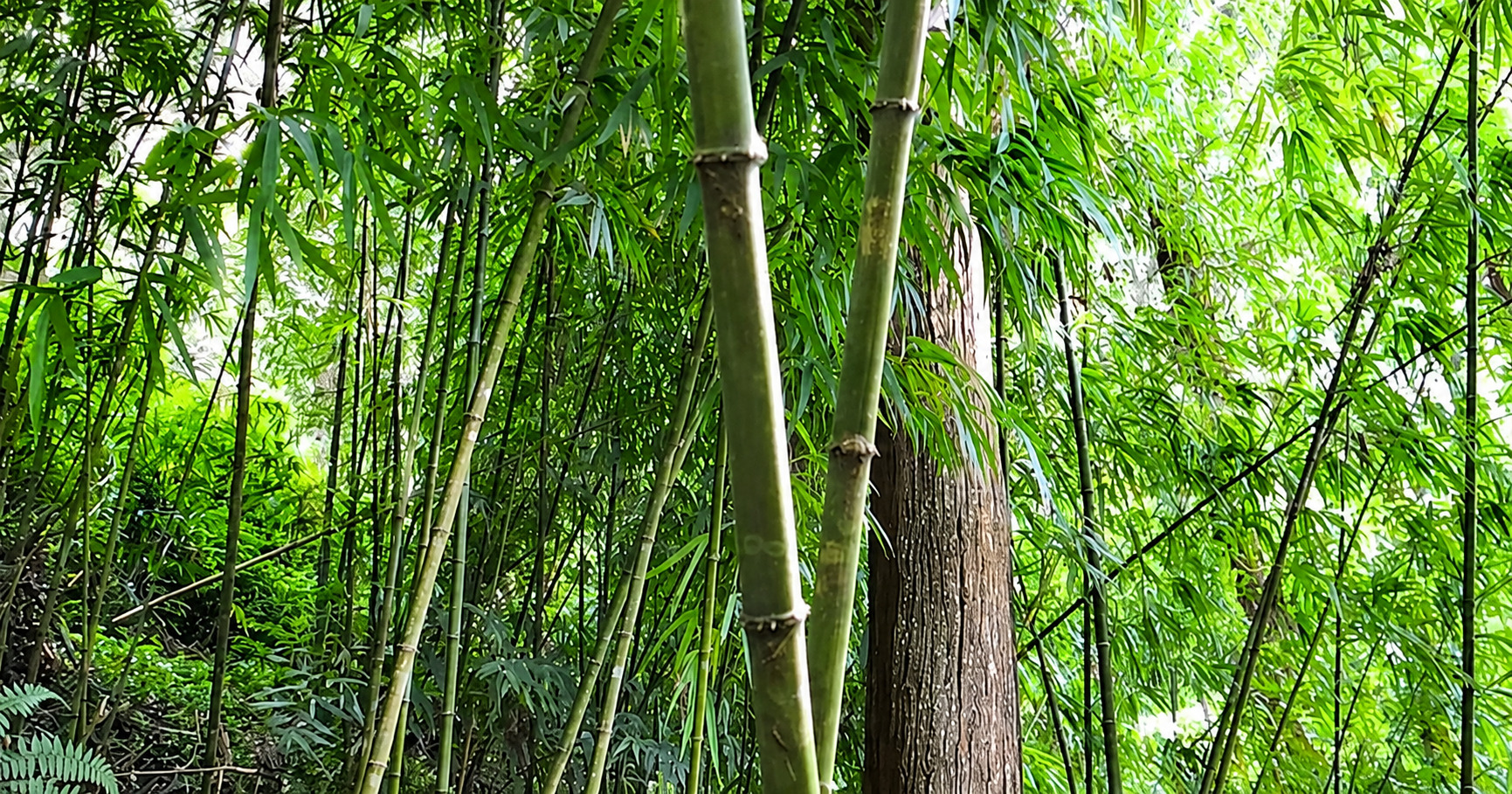 四方竹林 竹科界的LV