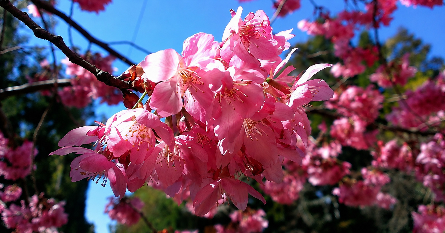 阿里山園區櫻花