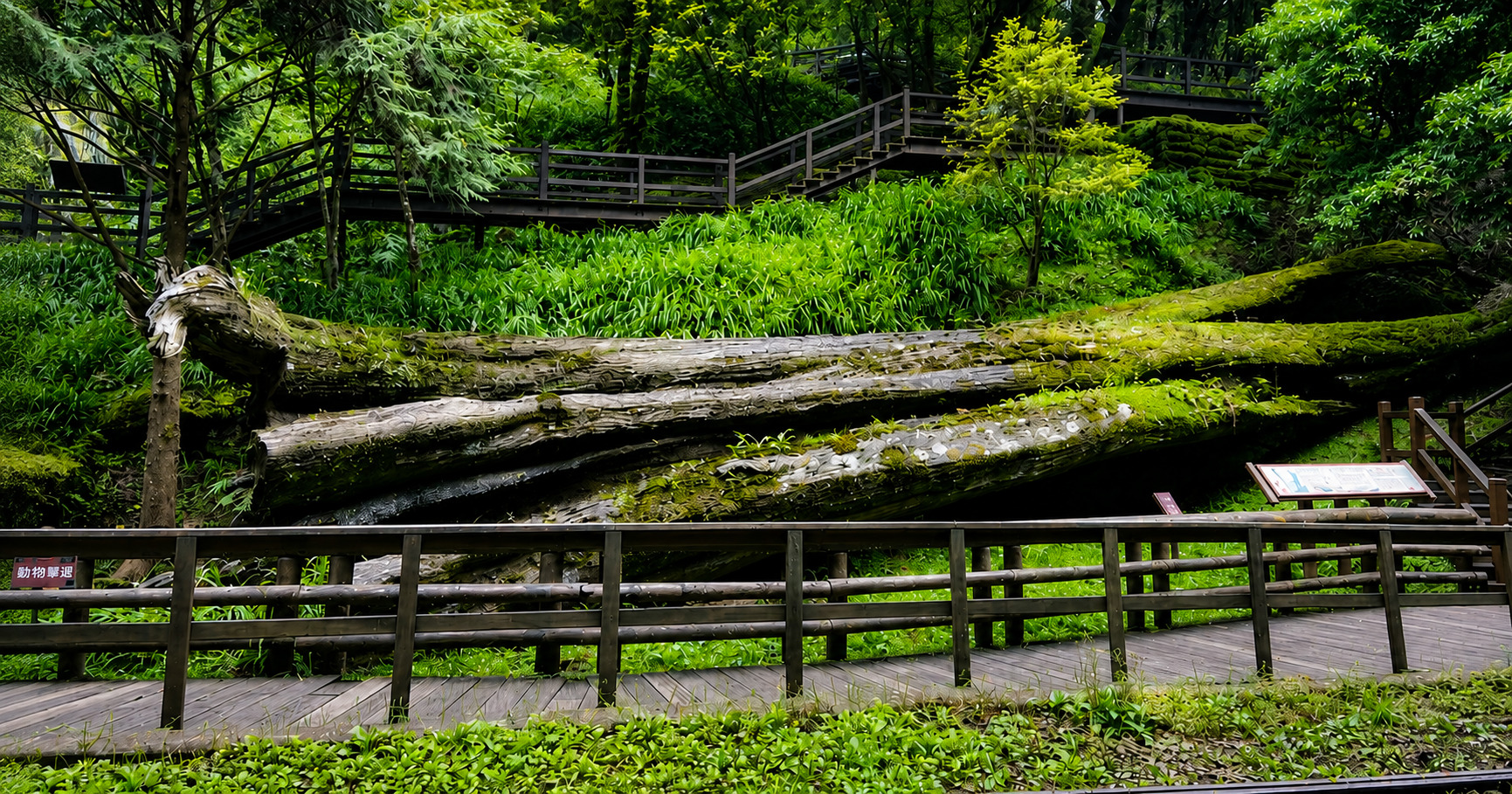 阿里山神木區