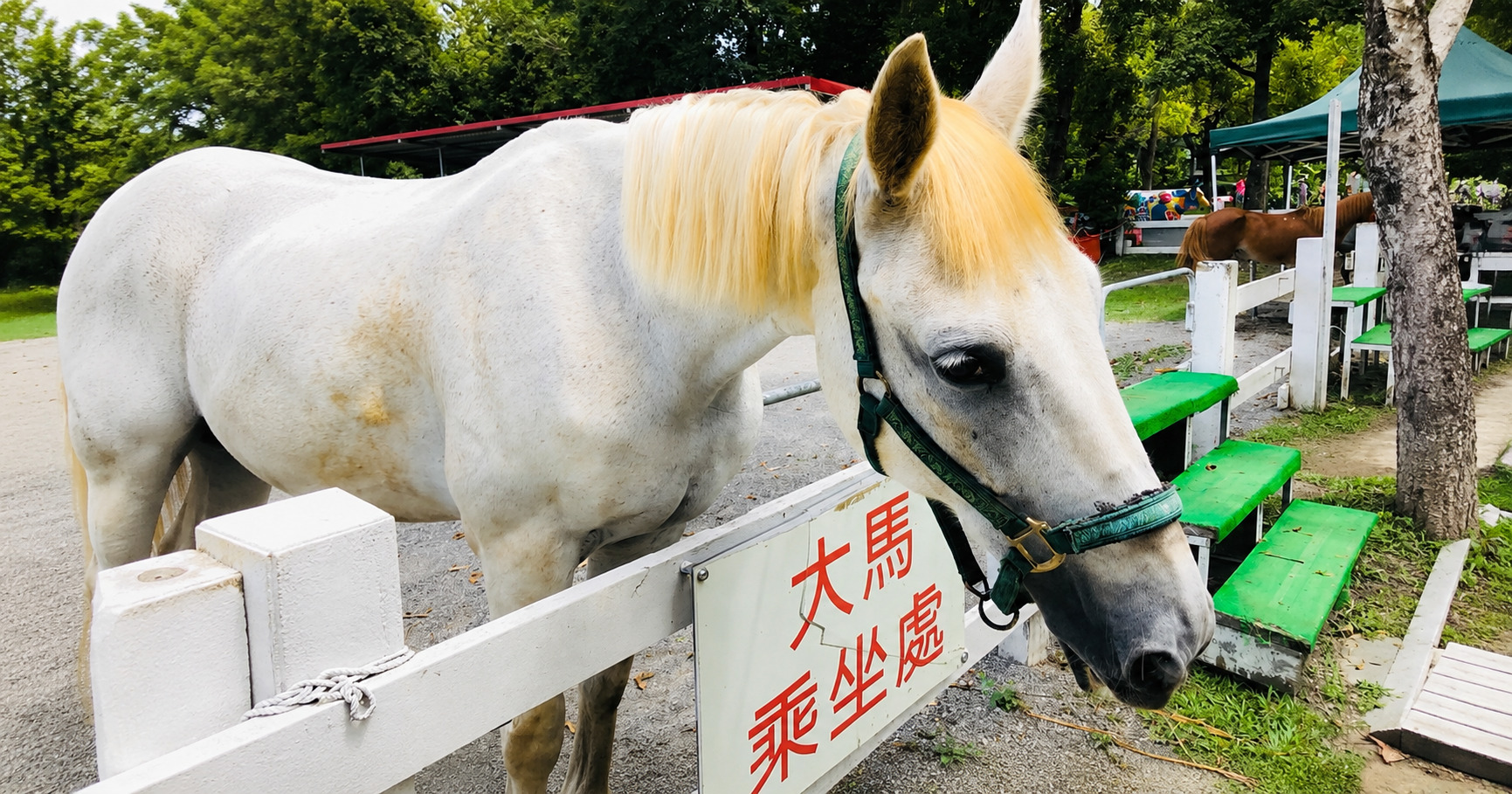 初鹿牧場 馬匹乘坐處