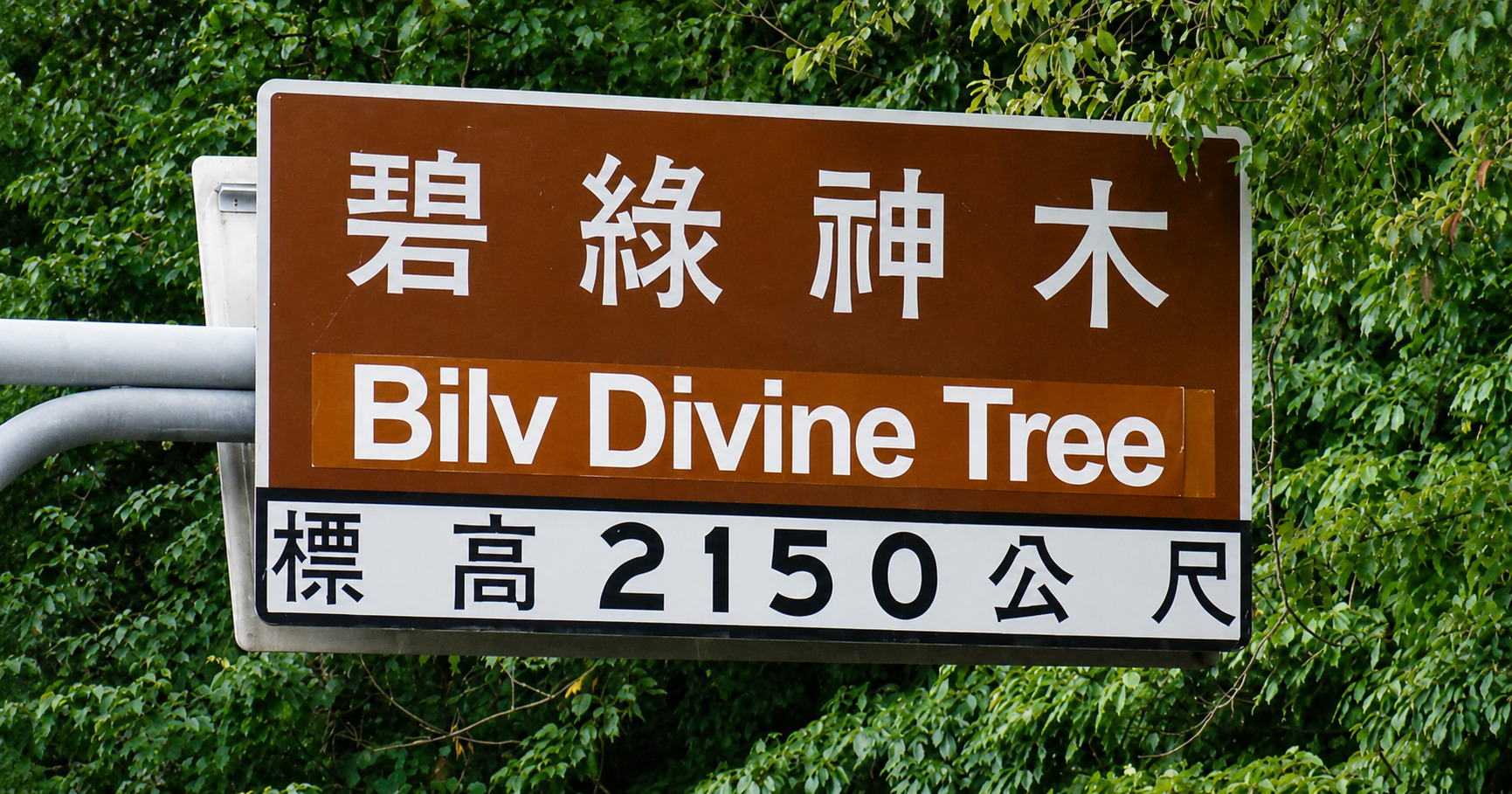 碧綠神木 道路標示