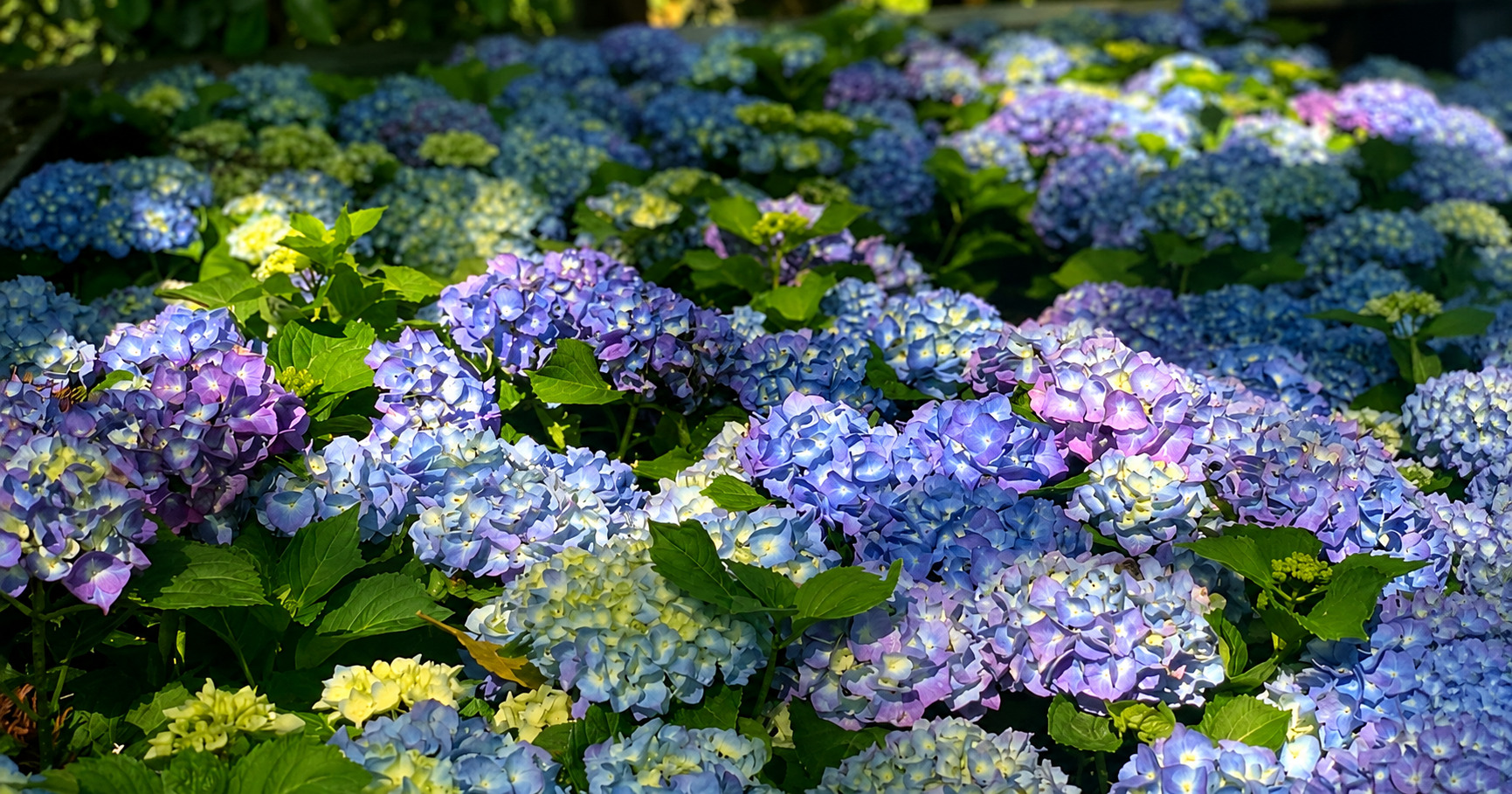 武陵農場繡球花
