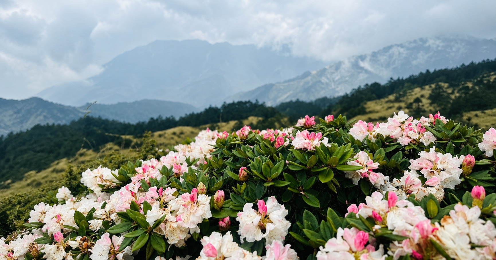 合歡山北杜鵑花