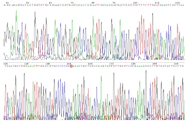 https://www.ucl.com.tw/ckfinder/userfiles/images/HCV%20RNA%20Genotyping%2D%E8%87%A8%E5%BA%8A%E6%84%8F%E7%BE%A9.png