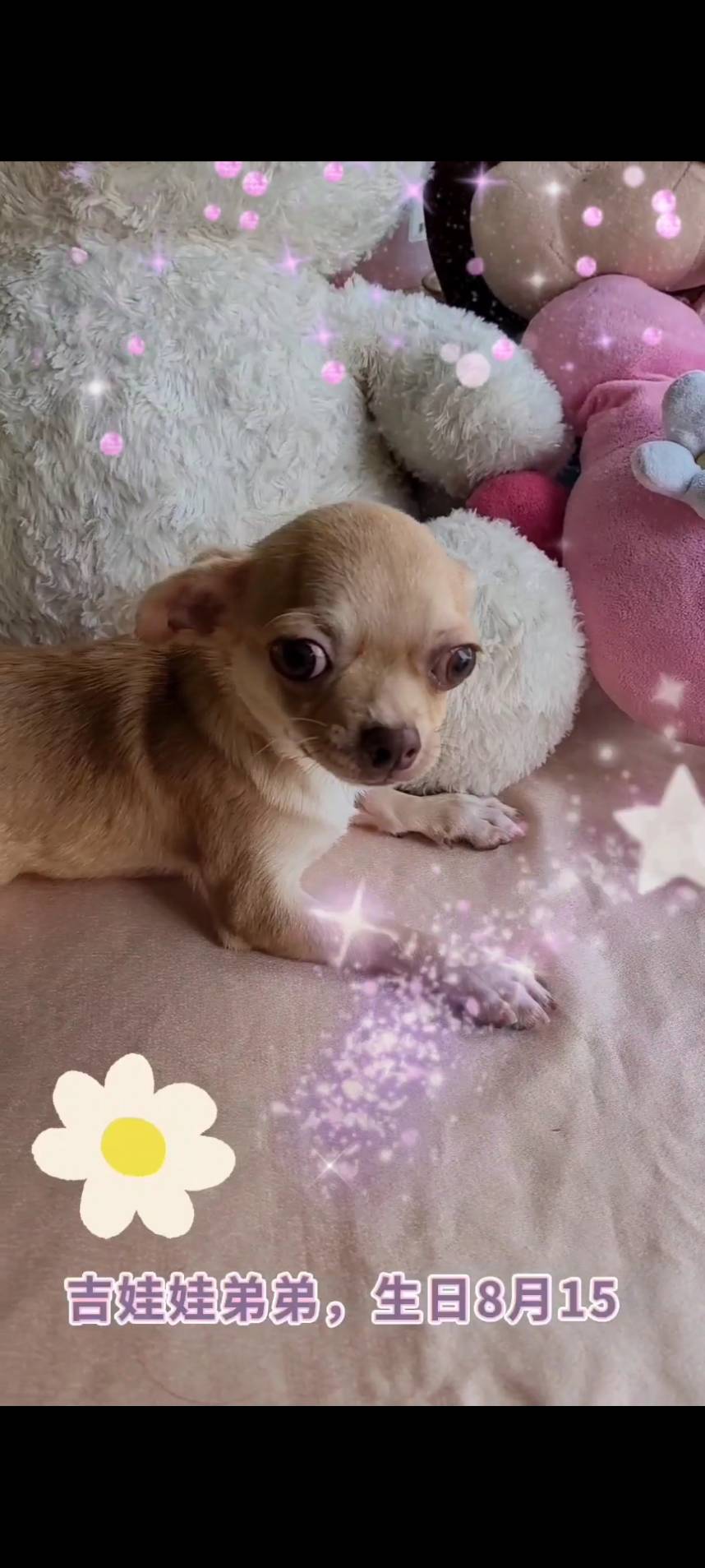 吉娃娃幼犬-吉娃娃幼犬買賣,台南吉娃娃幼犬買賣