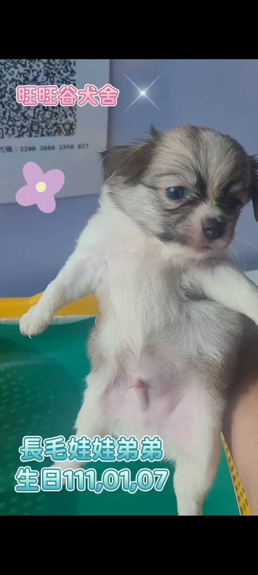 長毛娃娃幼犬-幼犬買