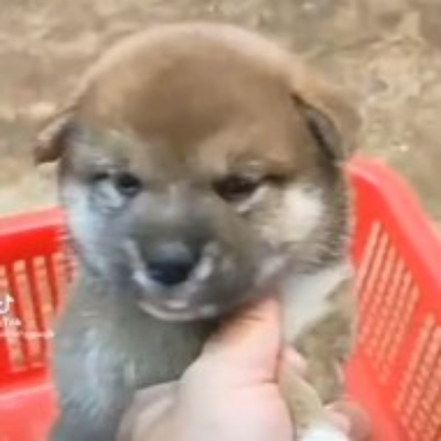 柴犬妹妹-柴犬幼犬買